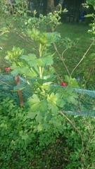 Ribes aureum aureum