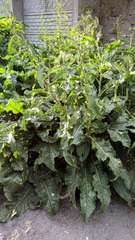 Rumex patientia orientalis