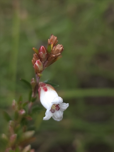 blunt-leaf heath