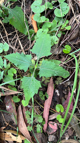 Sigesbeckia orientalis observed 2026-08-02