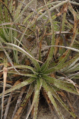Image of Hechtia glomerata by (c) Eric Knight, some rights reserved (CC BY)