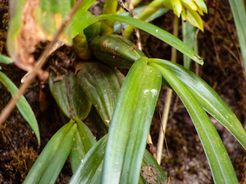 Maxillaria scorpioidea, photograph 1