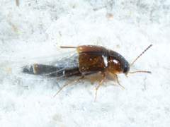 Tachyporus jocosus