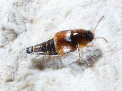 Tachyporus jocosus