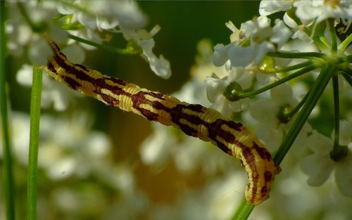 Lime-speck Pug