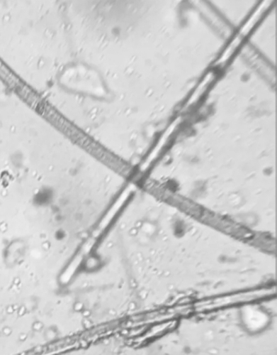 Phormidium observed 2026-07-23