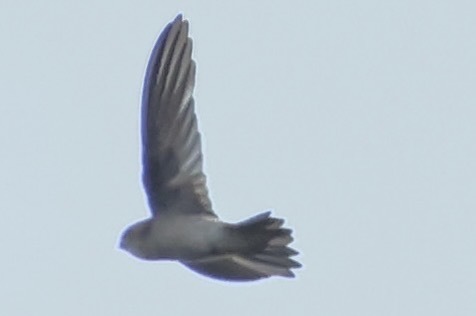 Dark Swiftlets