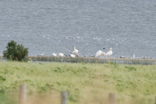 American White Pelican
