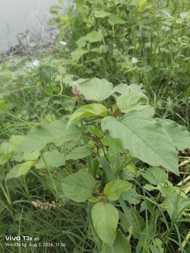 False Amaranth