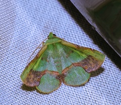 Fascellina plagiata
