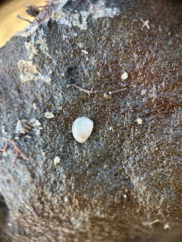 Nucula hartvigiana, 2026-07-27