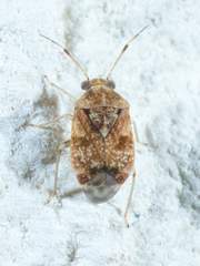 Monalocorisca rostrata