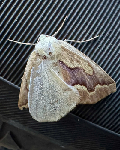 iNaturalist observation photo of Golden Girdle