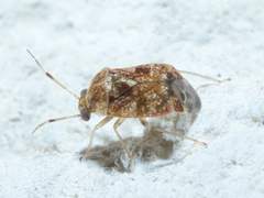 Monalocorisca rostrata