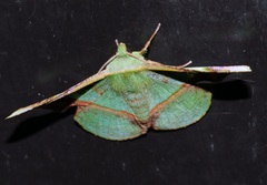 Fascellina plagiata