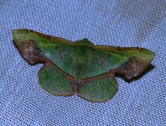 Fascellina plagiata