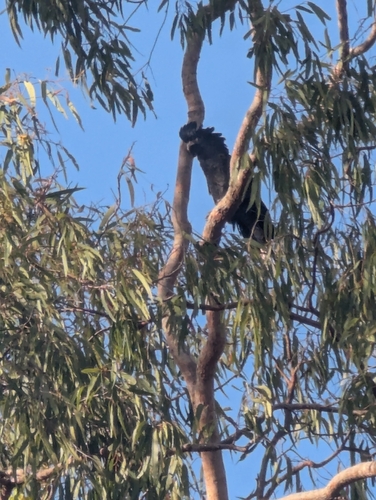 Red-tailed Black Cockatoo