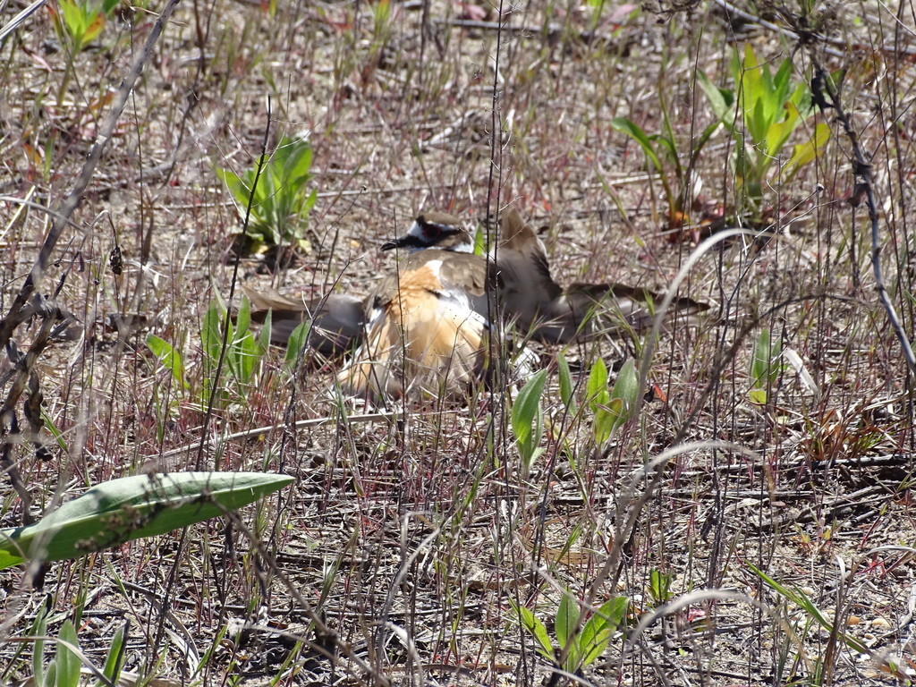 Killdeer from Brooklyn, NY, USA on May 02, 2020 at 1203 PM by