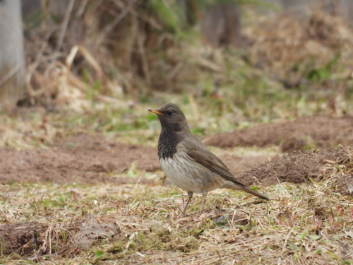 Black-throated Thrush (Turdus atrogularis), photo 4