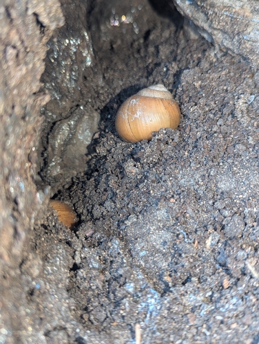 Chillagoe Melon Snail
