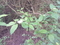 Cornus sericea sericea