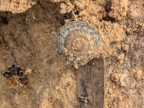 Wide-ranging Squat Snail