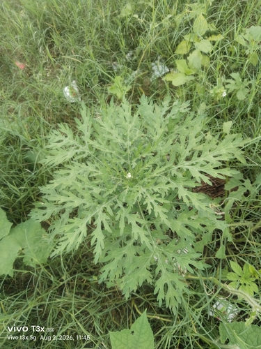 Santa Maria feverfew