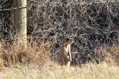 Utah Prairie Dog observed by dsyzdek