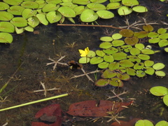 Utricularia breviscapa