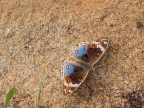 Blue Pansy