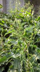 Rumex patientia orientalis
