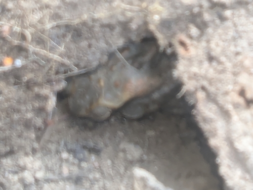 Cane Toad
