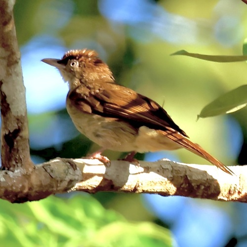 Charlotte's Bulbul