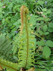 Dryopteris affinis