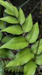 Anemia phyllitidis, photograph (c) Nicollas Michels, some rights reserved (CC BY-SA)