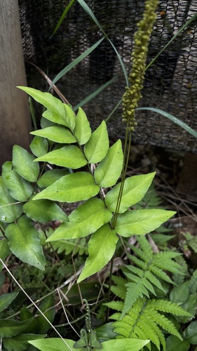 Anemia phyllitidis, photograph 4
