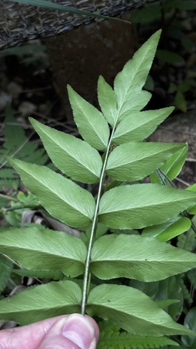 Anemia phyllitidis, photograph 5