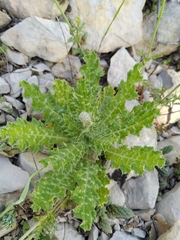 Tyrimnus leucographus