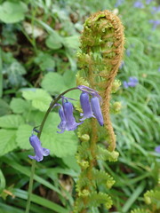 Dryopteris affinis