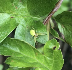 Araniella cucurbitina