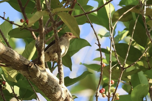 Cream-vented Bulbul (Bornean Red-eyed)