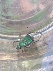 Trichiotinus lunulatus