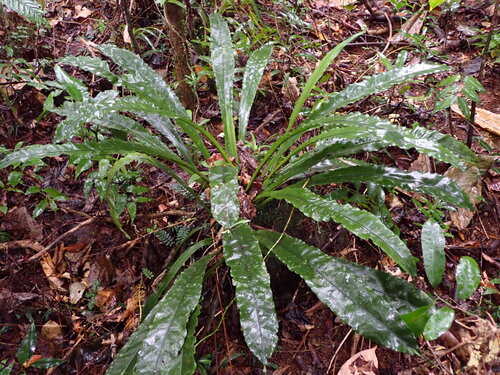 Asplenium amboinense observed 2026-07-31