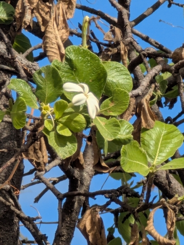 native gardenia