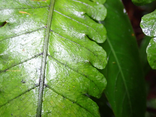 Pleocnemia irregularis, photograph 3