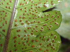 (c) Leon Perrie, some rights reserved (CC BY) Pleocnemia irregularis, photograph (c) Leon Perrie, some rights reserved (CC BY)