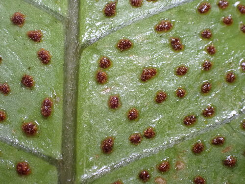 Pleocnemia irregularis, photograph 5