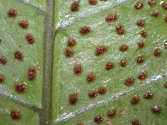 (c) Leon Perrie, some rights reserved (CC BY) Pleocnemia irregularis, photograph (c) Leon Perrie, some rights reserved (CC BY)