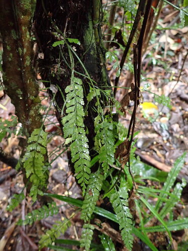 Asplenium bipinnatifidum observed 2026-07-31