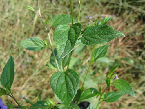 Browallia americana, photograph 5